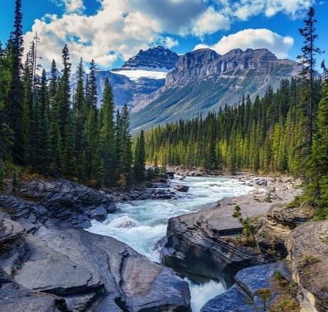 swierk-pospolity-picea-abies-zimozielone-iglaste-szybki-wzrost-sadzonka-sadzonki-zielona-para-zielonapara