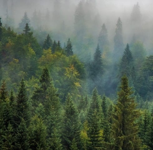 swierk-pospolity-picea-abies-zimozielone-iglaste-szybki-wzrost-sadzonka-sadzonki-zielona-para-zielonapara