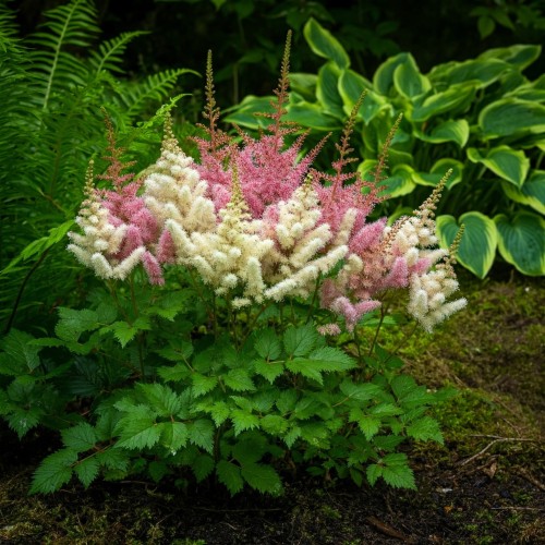 Tawułka chińska Astible - Mix kolorów 