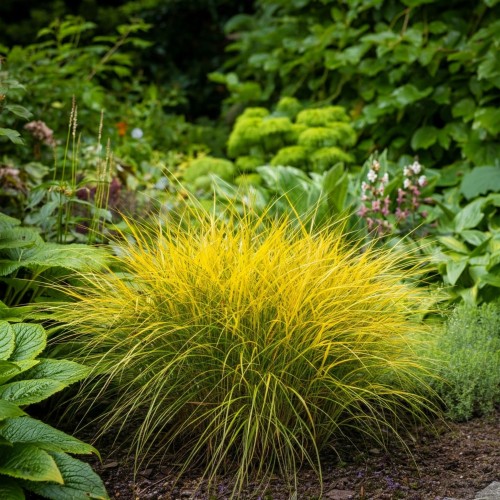 turzyca-zimozielona-dwukolorowa-Carex-evergold-dwukolorowa-zielonapara-zielona-para-sadzonka-0781.jpg