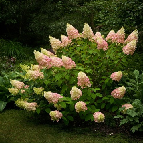 hortensja-bukietowa-sundae-fraise-hydrangea-paniculata-kompaktowa-niska-biale-rozowiejące-wiechy-sadzonka-sadzonki-zielona-para-zielonapara