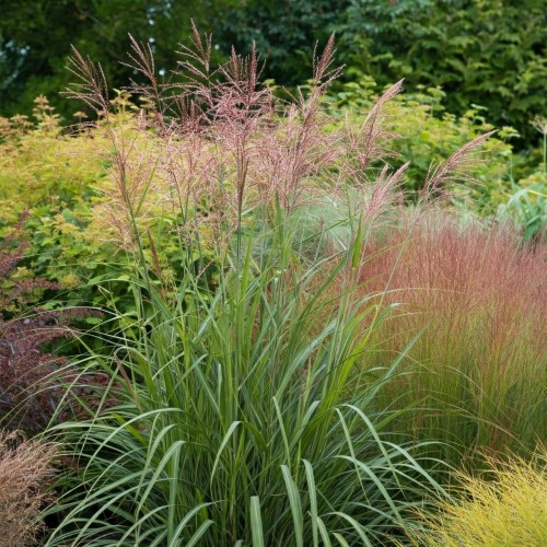 miskant-chiński-Miscanthus-sinensis-punktchen-zielonapara-zielona-para-sadzonka-0596.jpg