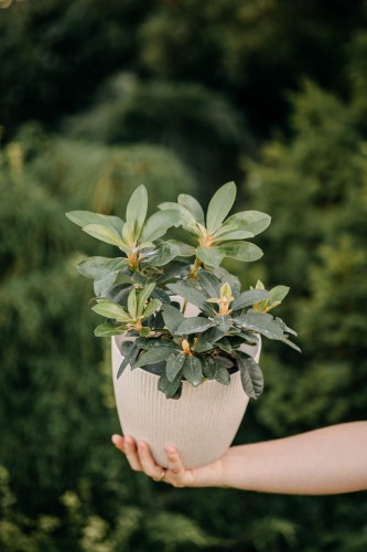 różanecznik-Rhododendron-zielonapara-zielona-para-sadzonka-.jpg