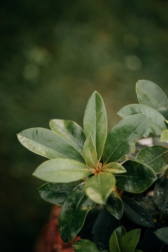 różanecznik-Rhododendron-zielonapara-zielona-para-sadzonka-0665.jpg