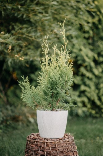 tuja-zachodnia-Thuja-occidentalis-zielonapara-zielona-para-sadzonka-0560 — kopia.jpg