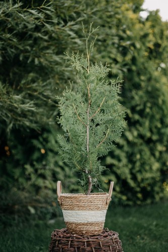 tuja-zachodnia-brabant-Thuja-occidentalis-brabant-zielonapara-zielona-para-sadzonka-0404.jpg
