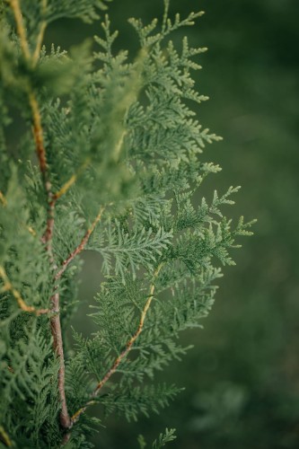 tuja-zachodnia-brabant-Thuja-occidentalis-brabant-zielonapara-zielona-para-sadzonka-0404.jpg