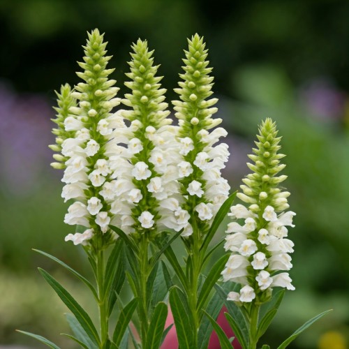 physostegia-virginiana-alba-sadzonka-zielona-para