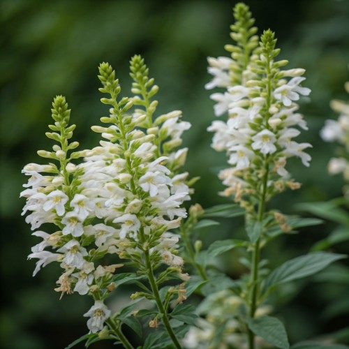 physostegia-virginiana-alba-sadzonka-zielona-para