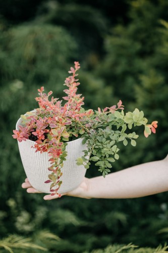 berberys-thunberga-berberis-thunbergii-losowa-odmiana-zielonapara-sadzonka-duza-zdrowa-ozdobne-liscie
