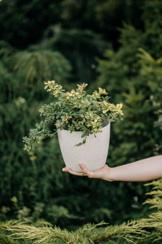 berberys-thunberga-berberis-thunbergii-losowa-odmiana-zielonapara-sadzonka-duza-zdrowa-ozdobne-liscie