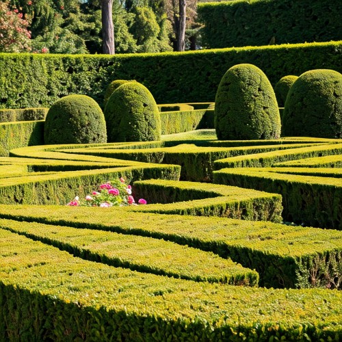 Losowa sadzonka rośliny na żywopłot