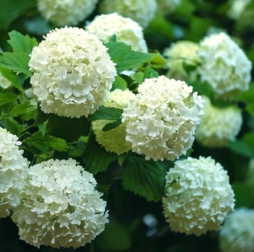 kalina-koralowa-Roseum-Viburnum-rhytidophyllum-Roseum-zielonapara-zielona-para-sadzonka-0669.jpg