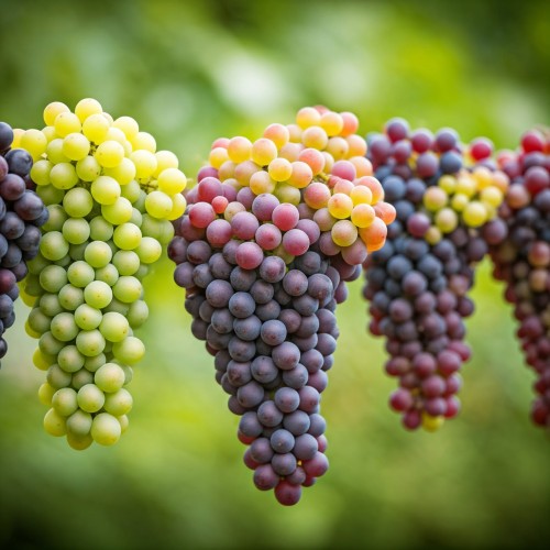 winogron-winorosl-mix-5-odmian-vitis-vinifera-rozne-owoce-zestaw-pnaczy-sadzonka-sadzonki-zielona-para-zielonapara