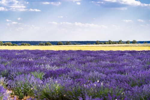 lawenda-waskolistna-lavandula-angustifolia-hidcote-blue-zielonapara-sadzonka-duza-zdrowa-niebiesko-fioletowe-kwiaty