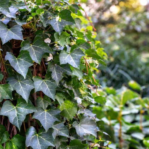 bluszcz-pospolity-hedera-helix-zielonapara-sadzonka-duza-zdrowa-zielone-liscie-pnacz