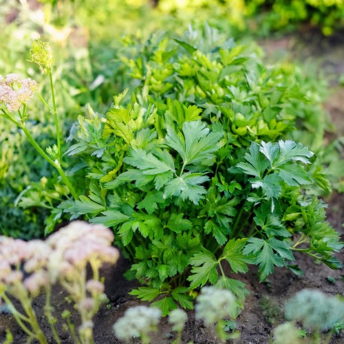 lubczyk-ogrodowy-levisticum-officinale-zielonapara-sadzonka-duza-zdrowa-aromatyczne-liscie-ziolo