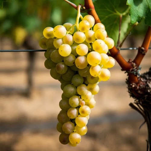 Winogron winorośl  Suwile