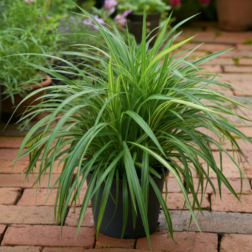 Turzyca Morrowa Irish Green