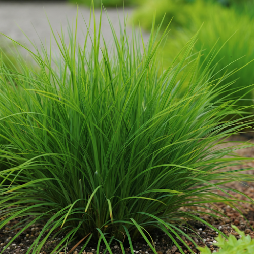 Turzyca Morrowa Irish Green