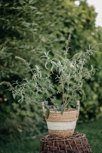 budleja-dawida-buddleja-davidii-royal-red-zielonapara-sadzonka-duza-zdrowa-czerwono-purpurowe-kwiatya
