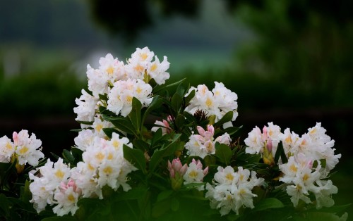rozanecznik-madame-masson-rhododendron-biale-kwiaty-zielone-liscie-zimozielony-krzew-ozdobny-sadzonka-sadzonki-zielona-para-zielonapara