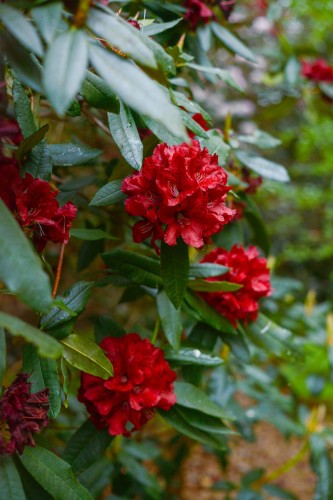 Różanecznik Red Jack (Rhododendron)