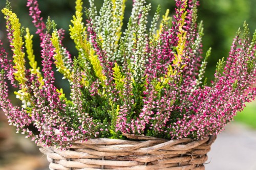 wrzos-bialy-rozowy-zolty-calluna-vulgaris-kwiaty-wielobarwne-zimozielona-roslina-pokrywowa-sadzonka-sadzonki-zielona-para-zielonapara