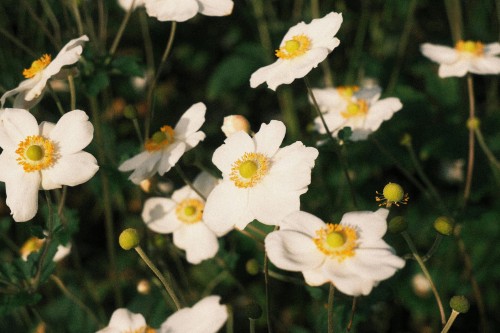 zawilec-japonski-whirlwind-anemone-hybrida-biale-polpelne-kwiaty-pozne-kwitnienie-bylina-sadzonka-sadzonki-zielona-para-zielonapara