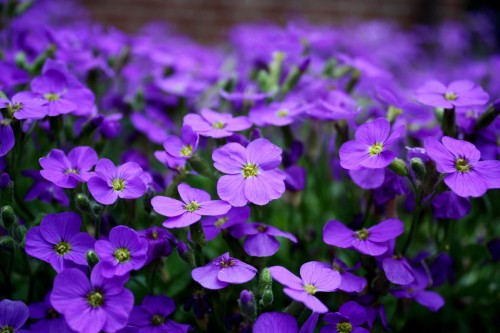 zagwin-ogrodowy-blue-shades-aubrieta-hybrida-niebieskofioletowe-kwiaty-zimozielona-pokrywowa-bylina-sadzonka-sadzonki-zielona-para-zielonapara