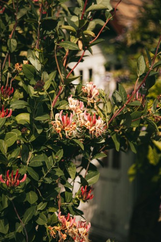 Wiciokrzew Heckrotta  