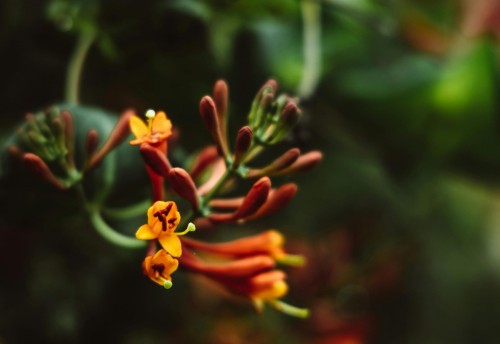 wiciokrzew-browna-dropmore-scarlet-lonicera-x-brownii-czerwone-kwiaty-pnacze-miododajne-silny-wzrost-sadzonka-sadzonki-zielona-para-zielonapara