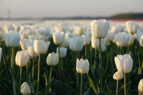 tulipan