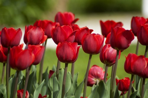 Tulipan wielkokwiatowy Princeps 