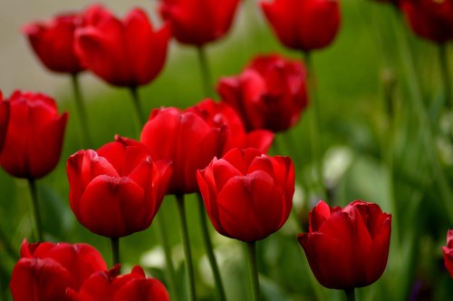 tulipan