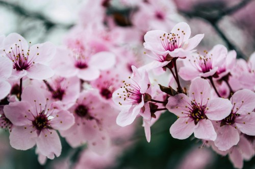 wisnia-ozdobna-amonagawa-prunus-serrulata-amonagawa-rozowe-kwiaty-wazonowy-pokroj-wiosenne-kwitnienie-sadzonka-sadzonki-zielona-para-zielonapara