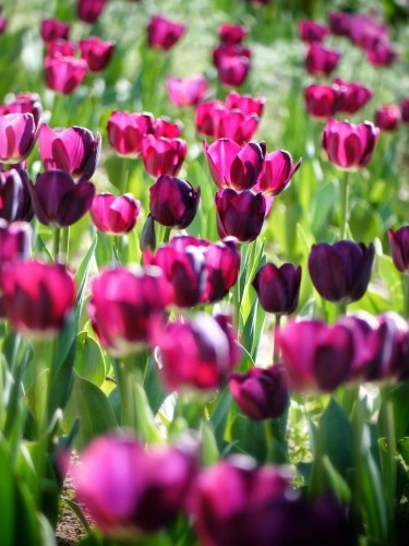 tulipan