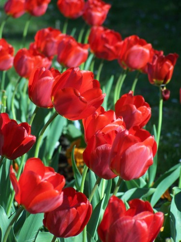 Tulipan wielkokwiatowy Toronto
