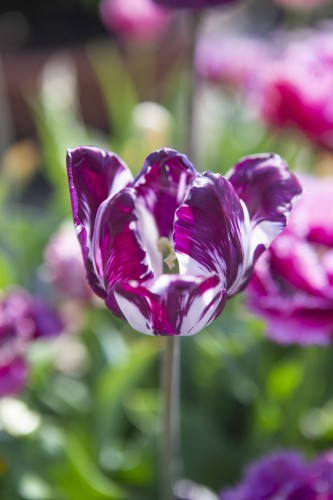 tulipan