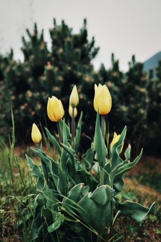 Tulipan wielkokwiatowy Yellow flight