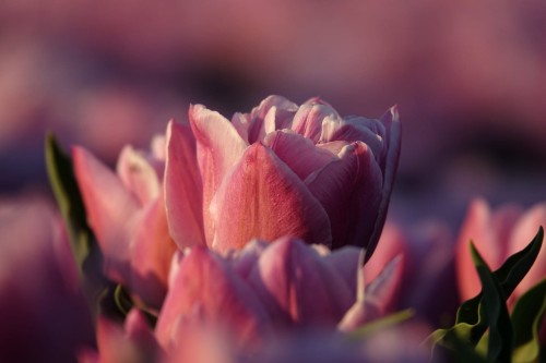 Tulipan wielkokwiatowy Van eijk