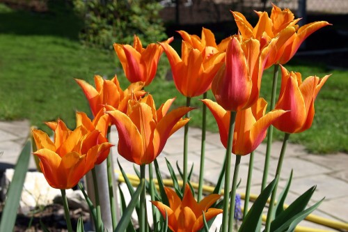Tulipan wielkokwiatowy Orange Emperor