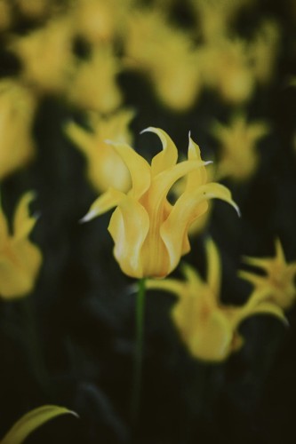 Tulipan strzępiony Yellow Spider