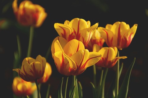 Tulipan pełny Sundowner 