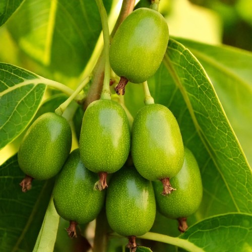 Aktinidia mini kiwi ISSAI P9