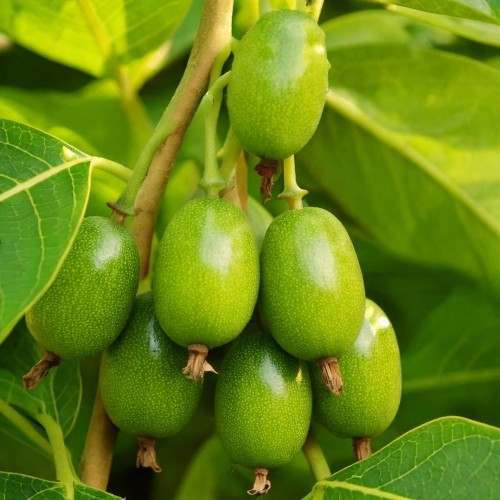 Aktinidia Issai-mini kiwi