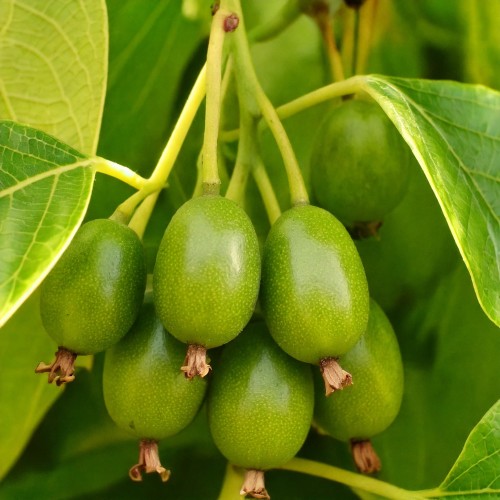 aktinidia-pstrolistna-actinidia-kolomikta-dr-szymanowski-zielonapara-sadzonka-duza-zdrowa-jadalne-owoce