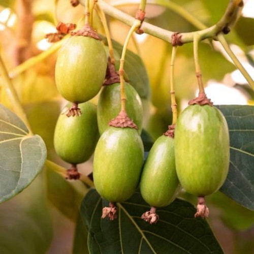 Aktinidia pstrolistna Adam