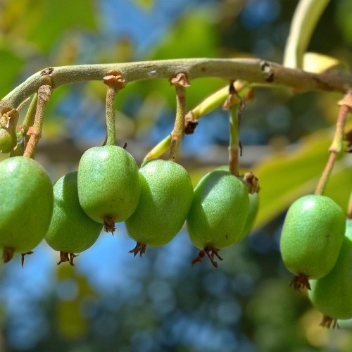 Aktinidia mini kiwi