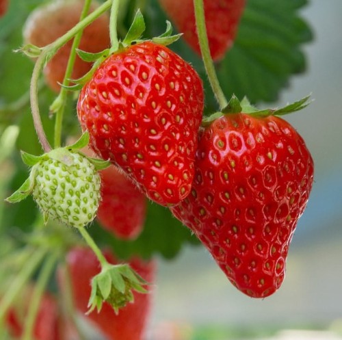 truskawka-Fragaria-x-ananassa-zielonapara-zielona-para-sadzonka-0743.jpg